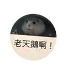 I love Hamster Baby（個別スタンプ：9）