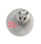 I love Hamster Baby（個別スタンプ：11）