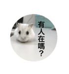 I love Hamster Baby（個別スタンプ：12）