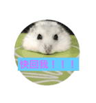 I love Hamster Baby（個別スタンプ：14）