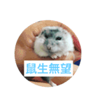 I love Hamster Baby（個別スタンプ：17）