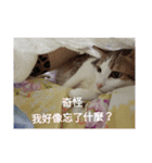 shufatcat（個別スタンプ：1）