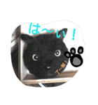 animal pompon (2)（個別スタンプ：6）