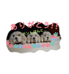 animal pompon (2)（個別スタンプ：16）