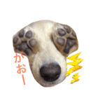 実写版Mダックスフンド犬すたんぷ (U´Д`)（個別スタンプ：12）