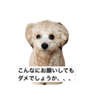 ドッグスタンプ プードル 犬 戌年（個別スタンプ：10）