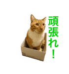 猫の梅吉（個別スタンプ：15）