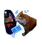 Shiba COLA in Taiwan 2（個別スタンプ：7）