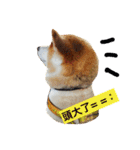 Shiba COLA in Taiwan 2（個別スタンプ：8）