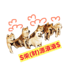 Shiba COLA in Taiwan 2（個別スタンプ：15）