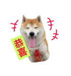 Shiba COLA in Taiwan 2（個別スタンプ：16）