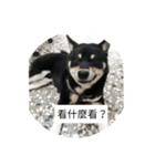 Shiba-little fats（個別スタンプ：1）