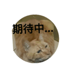 old cat mood（個別スタンプ：14）