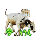 ミルクファームの牛と羊のダジャレ混じり（個別スタンプ：13）