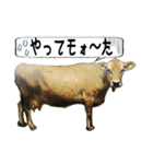 ミルクファームの牛と羊のダジャレ混じり（個別スタンプ：27）