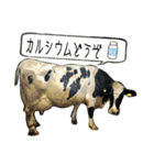 ミルクファームの牛と羊のダジャレ混じり（個別スタンプ：30）