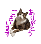 猫の形ていねい語スタンプ時々関西弁～実写（個別スタンプ：3）