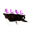猫の形ていねい語スタンプ時々関西弁～実写（個別スタンプ：20）