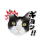 猫と人のいやし処 そら猫 日常会話スタンプ（個別スタンプ：1）