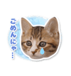 猫と人のいやし処 そら猫 日常会話スタンプ（個別スタンプ：6）