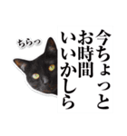 猫と人のいやし処 そら猫 日常会話スタンプ（個別スタンプ：9）