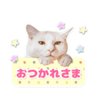 猫と人のいやし処 そら猫 日常会話スタンプ（個別スタンプ：10）