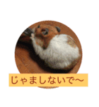 小動物たち（個別スタンプ：13）