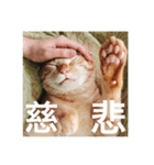 猫のゴロウくんスターターパック（個別スタンプ：1）