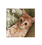 猫のゴロウくんスターターパック（個別スタンプ：4）