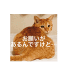 猫のゴロウくんスターターパック（個別スタンプ：11）