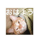 猫のゴロウくんスターターパック（個別スタンプ：12）