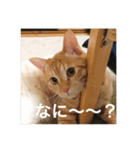 猫のゴロウくんスターターパック（個別スタンプ：17）