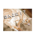 猫のゴロウくんスターターパック（個別スタンプ：18）