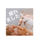 猫のゴロウくんスターターパック（個別スタンプ：22）