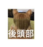 猫のゴロウくんスターターパック（個別スタンプ：23）