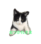 Tuxedo cat greeting（個別スタンプ：4）