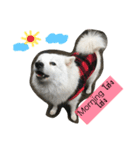 my dog is spitz（個別スタンプ：4）