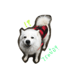 my dog is spitz（個別スタンプ：5）