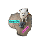 my dog is spitz（個別スタンプ：11）