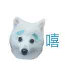 Dogding（個別スタンプ：2）