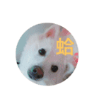 Dogding（個別スタンプ：4）