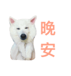 Dogding（個別スタンプ：9）