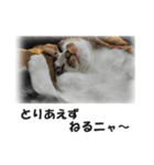 可愛すぎる猫たち（個別スタンプ：2）