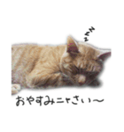 可愛すぎる猫たち（個別スタンプ：4）