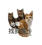 Pondo and three cats brothers（個別スタンプ：3）