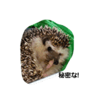 hedgehog sannzou（個別スタンプ：2）