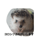 hedgehog sannzou（個別スタンプ：4）