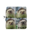 hedgehog sannzou（個別スタンプ：7）