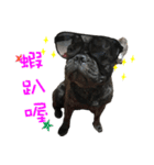 French Bulldog NP fragrancy（個別スタンプ：1）