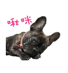 French Bulldog NP fragrancy（個別スタンプ：4）